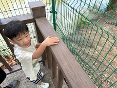 -中国扬子鳄村