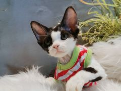 -70cat德文卷毛猫·缅因猫纯种猫舍