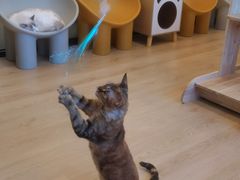 -有喵·猫咖·狗咖·30几只猫10只小狗(岗厦店)