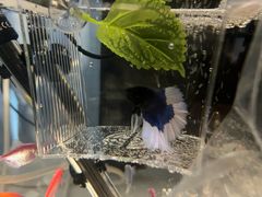 -青石桥花鸟鱼虫市场(叠翠城店)