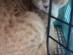 -爱牧宠物医院·猫专科·骨科·内窥镜(甪直店)