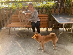 -柴犬高等学院·狗咖·柴犬售卖·宠物训练