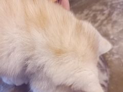 -猫猫幼稚园·撸猫·桌游·电玩