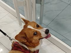 -艾吉宠物医院·疑难杂症转诊中心·猫友好(碧江路院)