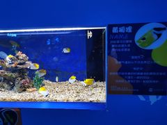 -沙沙哗啦海洋馆(华宇百花谷店)