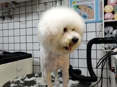 -袖虎宠物·金渐层缅因猫舍(灵芝店)