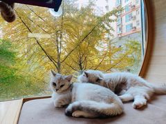 -猫和宫(六道口店)