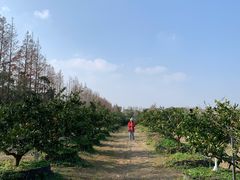 -上海长兴岛郊野公园