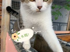 -喵屿·大理花园猫咖