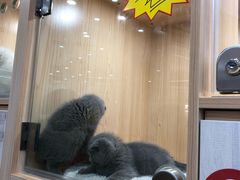 -爪爪喵星球·猫舍(益田假日里店)