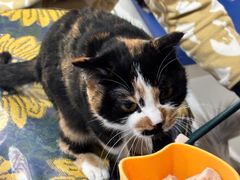 -平行世界·猫咖(首经贸店)
