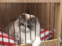 -猫爷宠物生活馆·撸猫馆
