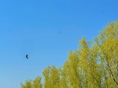 -北京麋鹿生态实验中心