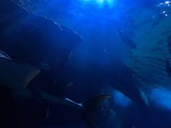 -暹罗海洋世界