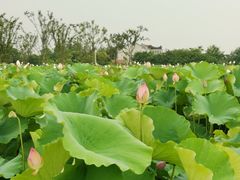-梁鸿国家湿地公园