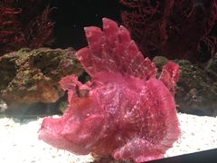 -暹罗海洋世界