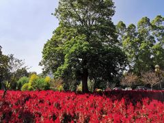 -广州市流溪河国家森林公园