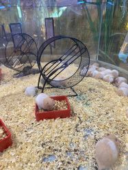 点击看大图 -卡通尼·Safari非洲探索乐园·生日会(金桥国际商业广场店)