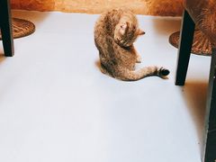 -猫色咖啡·猫咖