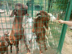 -石家庄市动物园