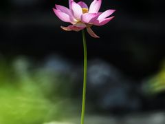 -莫愁湖公园