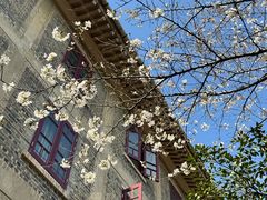 -武汉大学-樱园