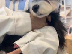 -翊宠yipet猫狗购宠庄园犬舍•猫舍