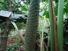 -呀路古热带植物园