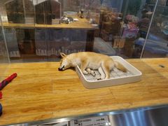 -狗道宠物(常熟印象城店)