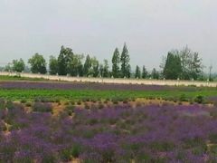 -曲江薰衣草庄园