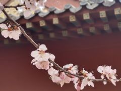 -桃花堤公园