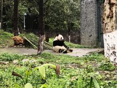 -都江堰中华大熊猫苑