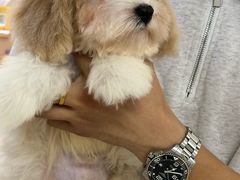 -翊宠yipet猫狗购宠庄园犬舍•猫舍