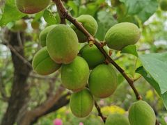 -天津武清北运河郊野公园房车露营地