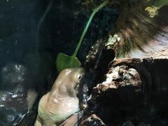 -上海大自然野生昆虫馆(东方明珠·爬宠昆虫探索中心)