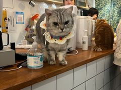 -猫友咖啡店(玉林西路店)