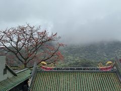 -鼎湖山风景区