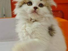 -三花喵·撸猫购宠·宠物生活馆(虹桥南丰城店)
