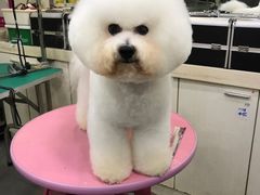 -贵族宠物·宠物美容(三阳路店)