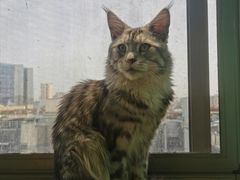 -猫在这儿猫咪咖啡馆·撸猫馆