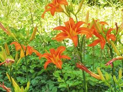 -黑龙江省森林植物园
