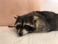 -浣熊柯尔鸭土拨鼠·电玩咖