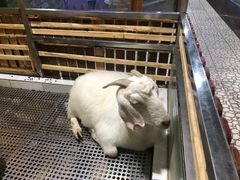 -上海大自然野生昆虫馆(东方明珠·爬宠昆虫探索中心)