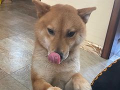 -丁香西饼屋(桂林路店)