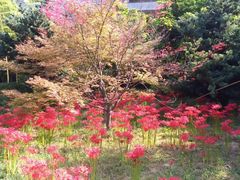 -秦始皇帝陵博物院-丽山园