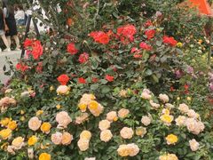 -人民公园(罗湖区)