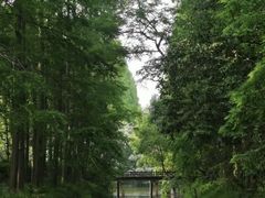 -东平国家森林公园