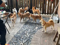 -柴犬高等学院·狗咖·柴犬售卖·宠物训练