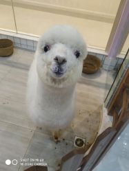 -Moni星球萌宠·小马宝莉·灵蛇·高端高阶全萌宠互动体验俱乐部(红豆国际广场店)
