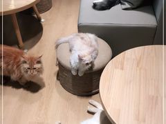 -猫腻·猫咖·撸猫馆(星光大道店)